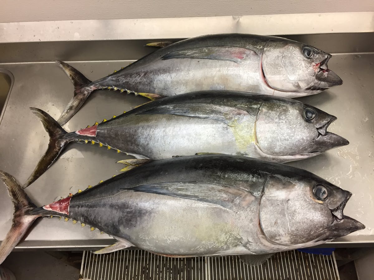 a close up of a fish